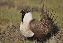 A sage grouse in a field.