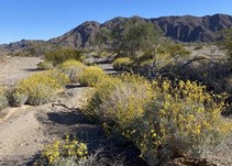 Yellow flowered plants in a desert.