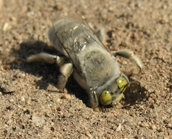 A bee digging in the dirt.