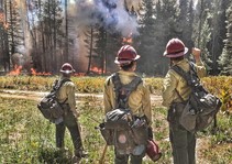 Firefighters standing near a forest.