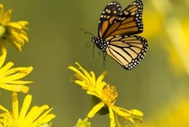 A monarch butterfly on a yellow flower.
