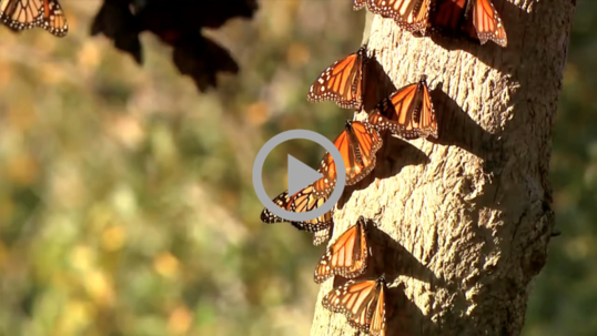 Butterflies cling to a tree trunk in the sunshine 