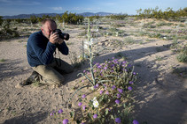 A man taking a photo of a desert lily.