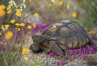 A tortoise in wildflowers.