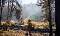 A firefighter looking up at a burned tree.