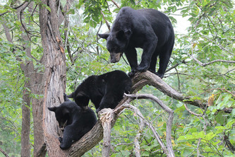 A bear and her two cubs in a tree.
