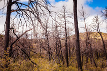 A burned forest.