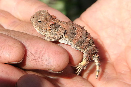 A horned lizard in someones hand.