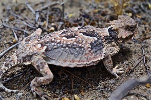 A horned lizard on the ground.