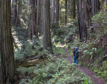 A trail with a hiker on it in an old growth forest. 