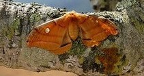A polyphemus moth on a branch.