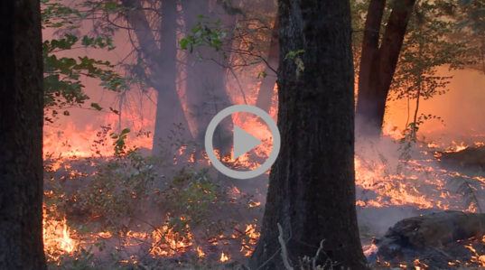 A fire burns in a forested area 