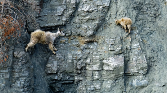 Two mountain goats appear to defy gravity, clinging to sheer rock face 