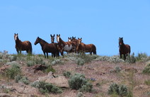 Twin Peaks HMA horses and mule peering over a ridge. 