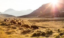Buffalo on a range at sunrise.
