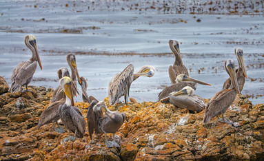 Many pelicans standing on a rock.