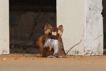 A weasel with a rat in its mouth.