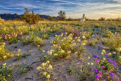 Colorful flowers in a desert.