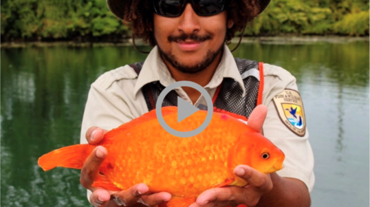 A USFWS employee holds up a large goldfish