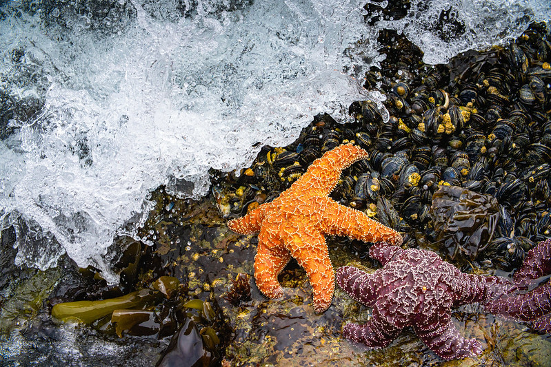 A sea star on a rock covered in mollusks.