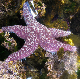 A purple sea star on a rock.
