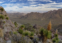 A rugged desert mountain landscape with a large plant.
