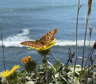 An orange and brown butterfly near the ocean on a flower.