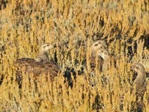 Sage-grouse in a grassy field.