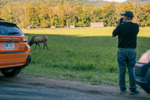 A man taking a photo of a bison close to the animal.