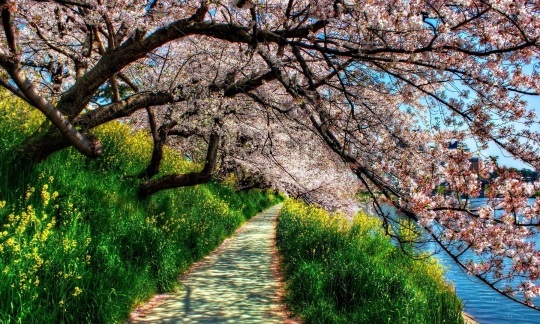 A walking path leading through green grass with cherry blossom trees above