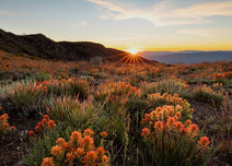 The sunset over a mountain range with orange wildflowers.
