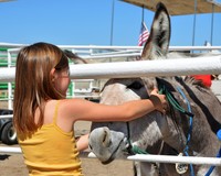 A child petting a burro in a corral.
