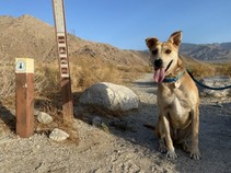 A dog sitting next to a trail marker sign.