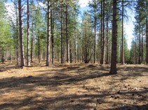A forest that has had the underbrush removed.