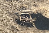 A sidewinder snake coiled in sand.