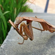A close up of a praying mantis.
