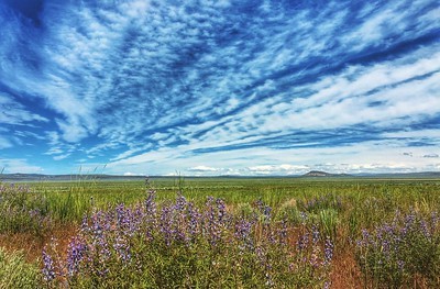 A wildflower field with a pretty blue sky.