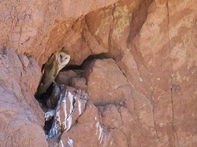A barn owl stands in rock crevasse looking out.  
