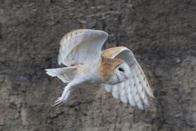 A barn owl in flight. 
