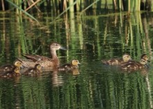 A female duck with five ducklings swim. 