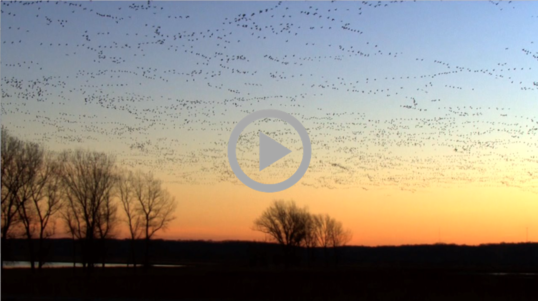 Huge flocks of migratory birds take flight in the sky at sunset