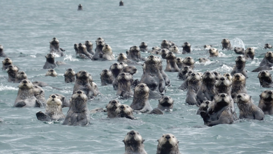 Sea otters float together in a bay