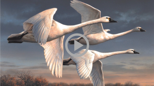 A painting of three majestic tundra swans flying over a wetland.