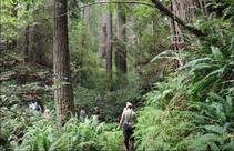Several people hike along a trail encroached on by large ferns and old-growth redwoods. 