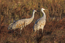 Sandhill cranes.