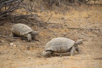 Two desert tortoise's walking in dirt.