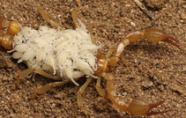 A scorpion with babies on its back.