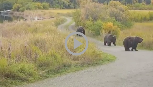 Fat bears walk along a country road winding through bushes and trees