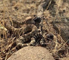 A rattle snake eating a rat.
