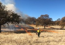 A lone firefighter uses a drip torch to put fire on the ground in a grassy field with oak trees for a low burning prescribed fire with smoke rising. 